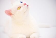 betting odds and bonuses