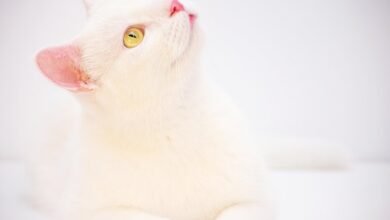 betting odds and bonuses