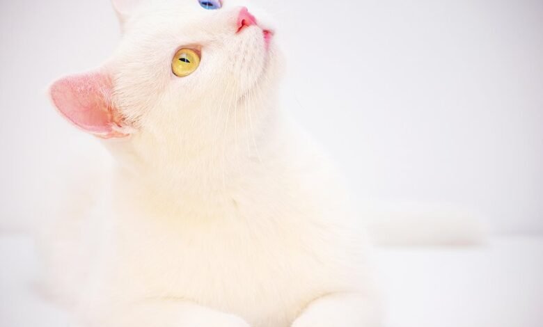 betting odds and bonuses